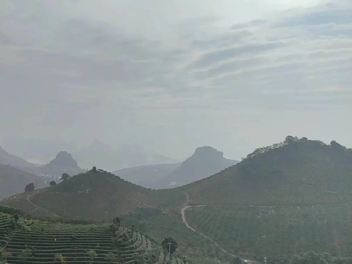 Qixianfeng Tea Plantation Tour in Yangshuo