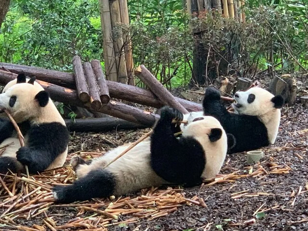 Chengdu Research Base of Giant Panda Breeding Ticket pre-booking